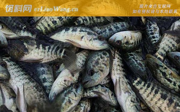 淡水石斑鱼:鱼种论述