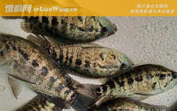 淡水石斑鱼:生长速度