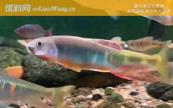 宽鳍鱲:生活习性