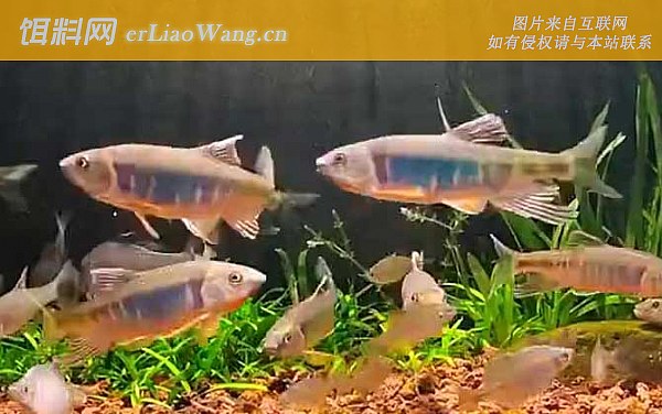 宽鳍鱲:同属物种
