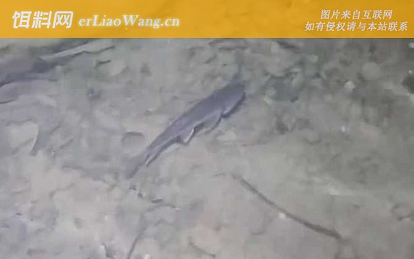 马口鱼:鱼种论述