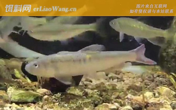 马口鱼:越冬方式