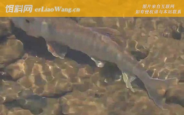 马口鱼:生活习性