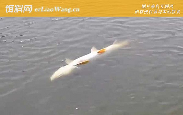 鳡鱼:生活习性