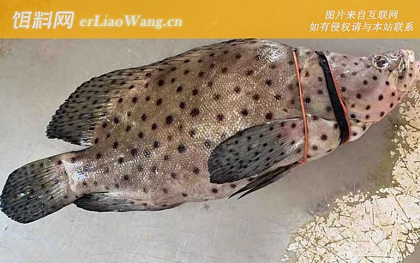 老鼠斑:鱼种定义