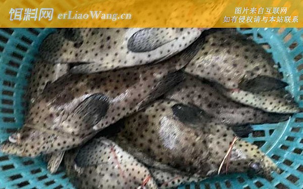 老鼠斑:价格论述