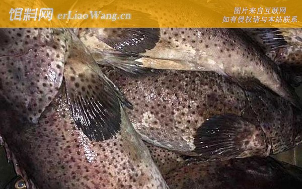 青石斑鱼:鱼种定义