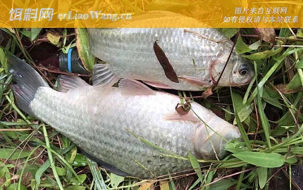 喜头鱼:生活习性