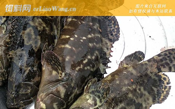 石斑鱼:鱼种定义