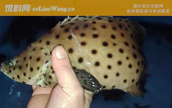 老鼠斑:鱼种论述
