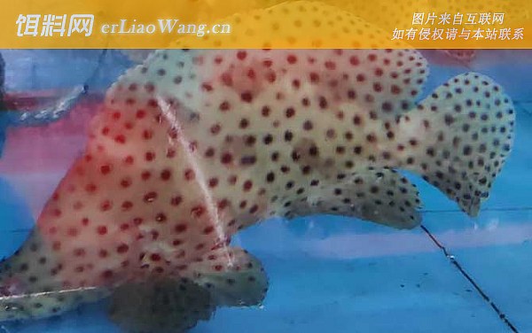 老鼠斑:生活习性