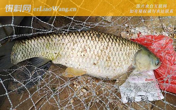 草鱼:摄食习性