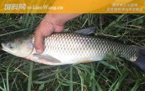 草鱼:食物种类