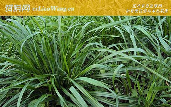 狗尾草:黑麦草