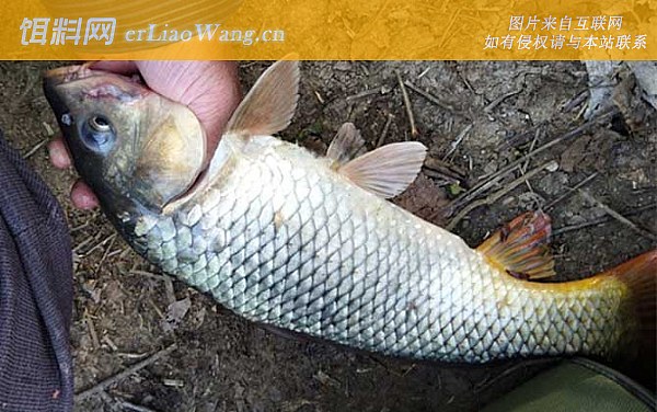 野钓鲤鱼:气压问题