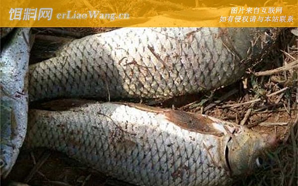 野钓鲤鱼:没有打窝