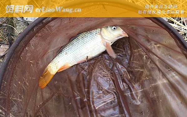 野钓鲤鱼:环境问题