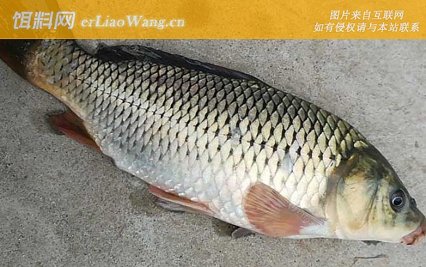 钓鲤鱼:吃铅论述