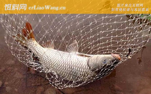 钓鲤鱼:线组搭配