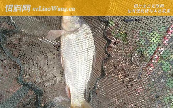 钓鲤鱼:竿型选用