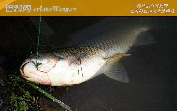 钓草鱼:摄食习性