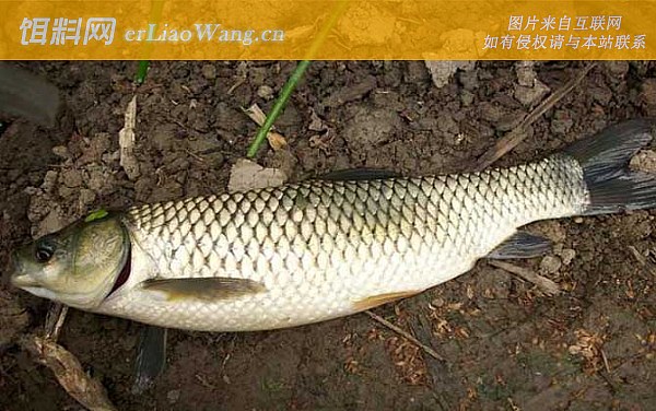 钓草鱼:商品饵料