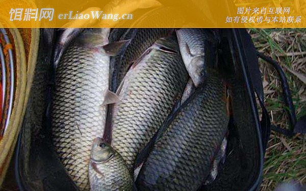 钓鲤鱼:鱼种定义