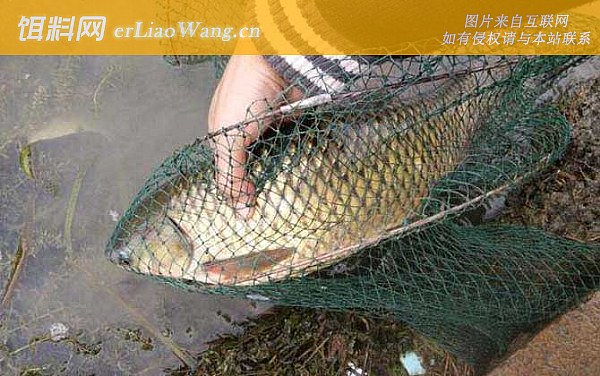 钓鲤鱼:钓点选择