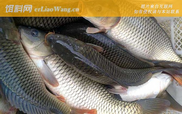 钓鲤鱼:夏季