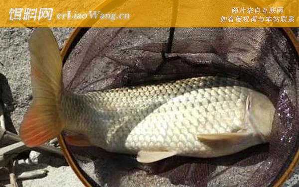 钓鲤鱼:摄食习性