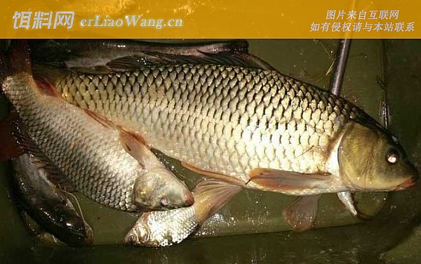 钓鲤鱼:底浮论述