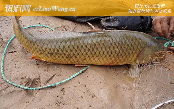 钓鲤鱼:双钩状态