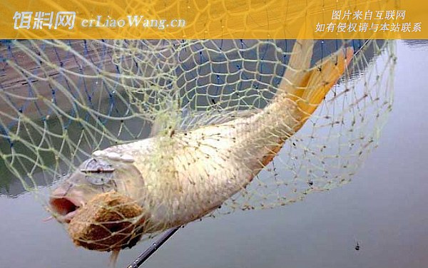 钓鲤鱼:提竿时机