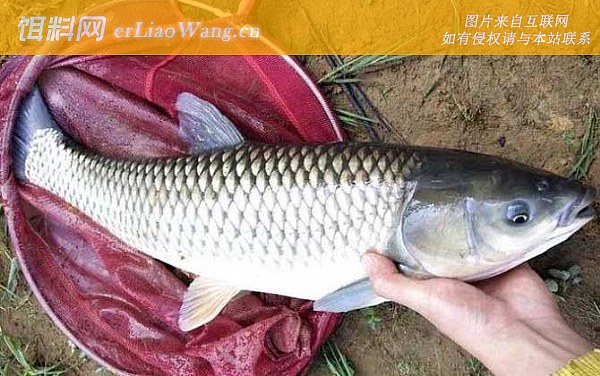 钓草鱼:饵料种类