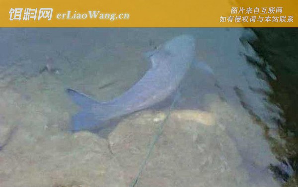 青鱼:时间