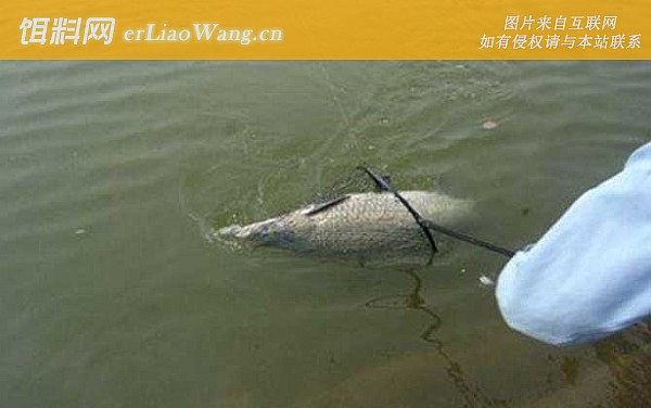 钓青鱼:摄食习性