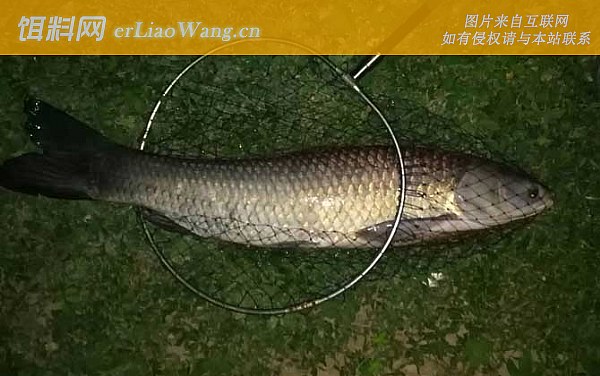 钓青鱼:味型偏好