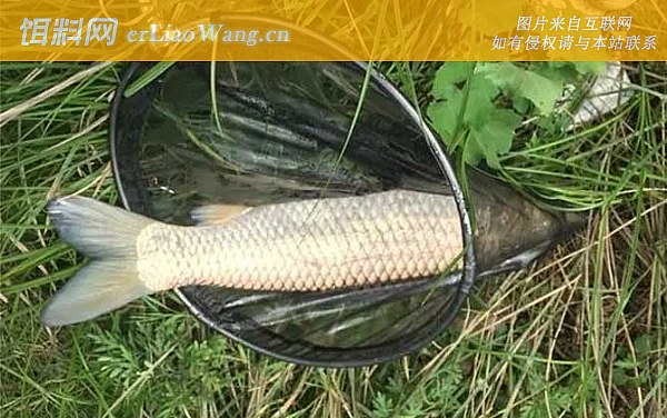 钓草鱼:钓点