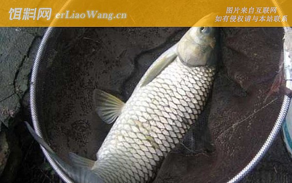 钓草鱼:饵料