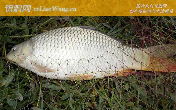 钓鲤鱼:深浅论述