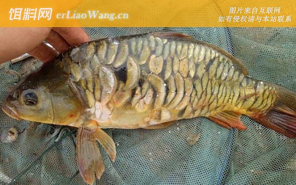 钓鲤鱼:钓点选择