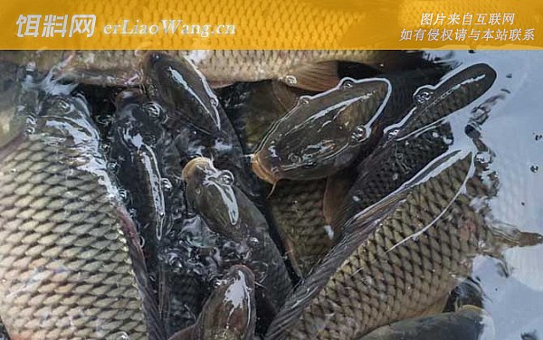 钓鲤鱼:钓具搭配