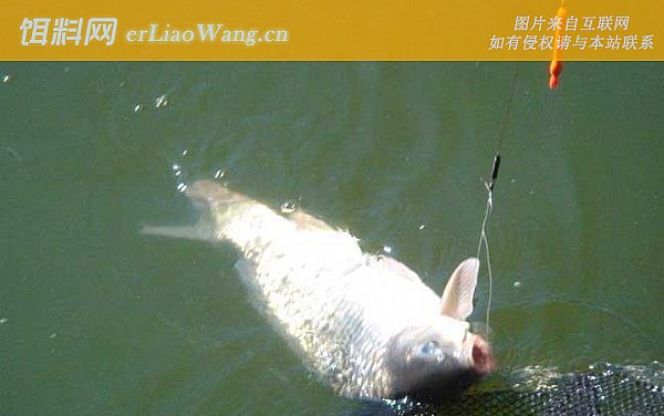 野钓鲤鱼:果树下