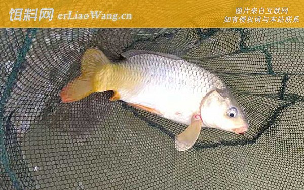 野钓鲤鱼:入水口