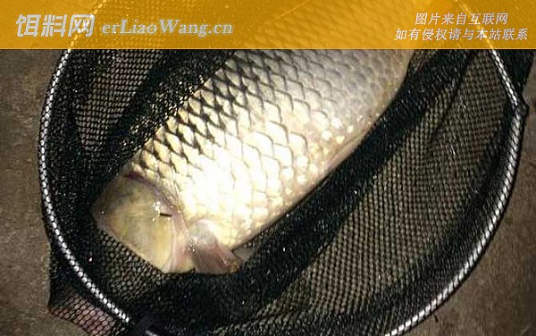 鲤鱼:味型论述