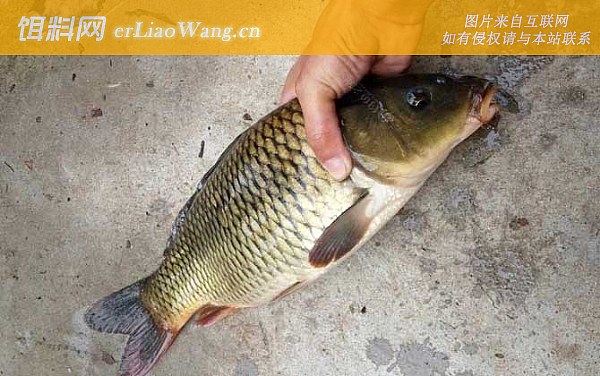 鲤鱼:自然饵料