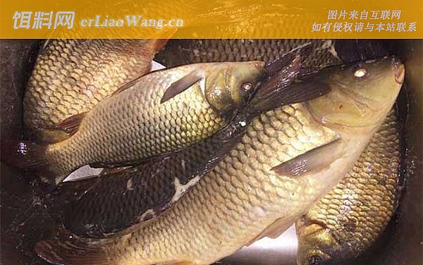 鲤鱼:自制饵料