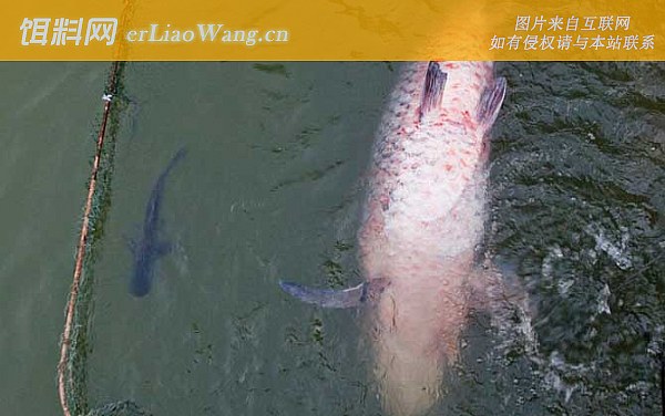 钓青鱼:商品饵料