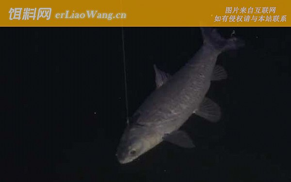 钓青鱼:经典配方