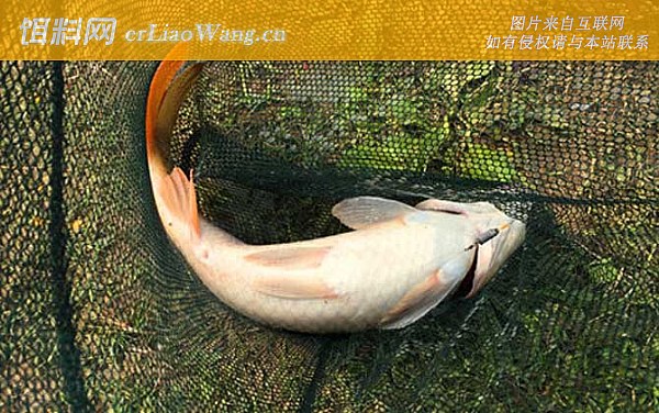钓鲤鱼:鱼种